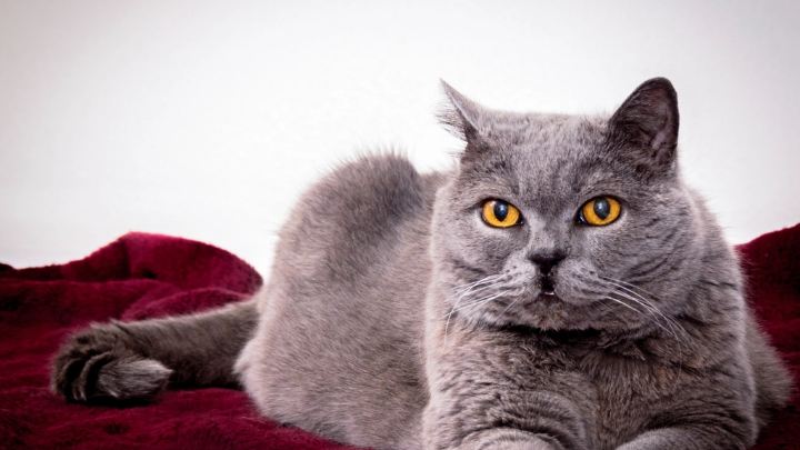 Две британские кошки отдыхают