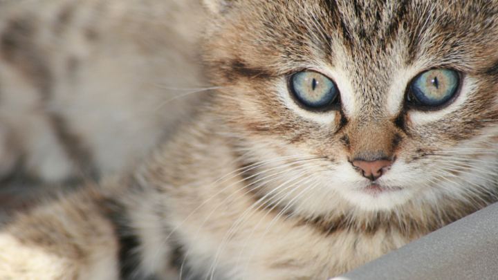 Котёнок